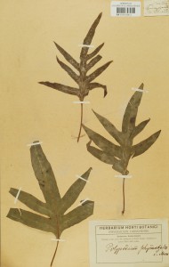 Okaz z Herbarium Szubertianum