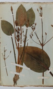 Żabieniec - Alisma plantago aquatica - okaz opisany przez Federowskiego