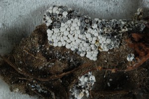 Śluzowiec (Myxomycota) Diderma globosum