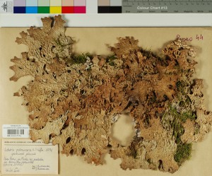Lobaria Lobaria