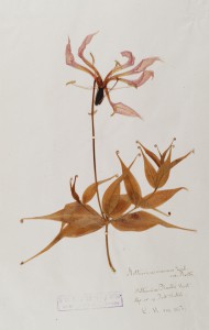 Gloriosa