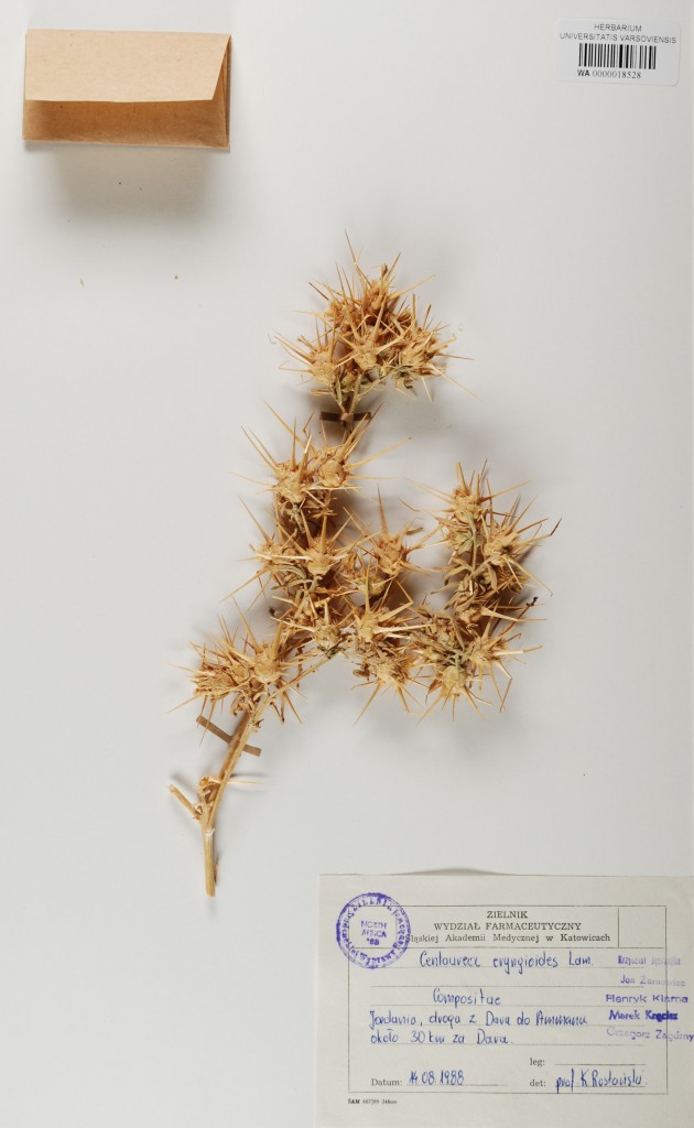 Centaurea z Syrii