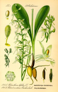 Ilustracja Platanthera bifolia