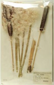 Pałka szerokolistna - Typha latifolia